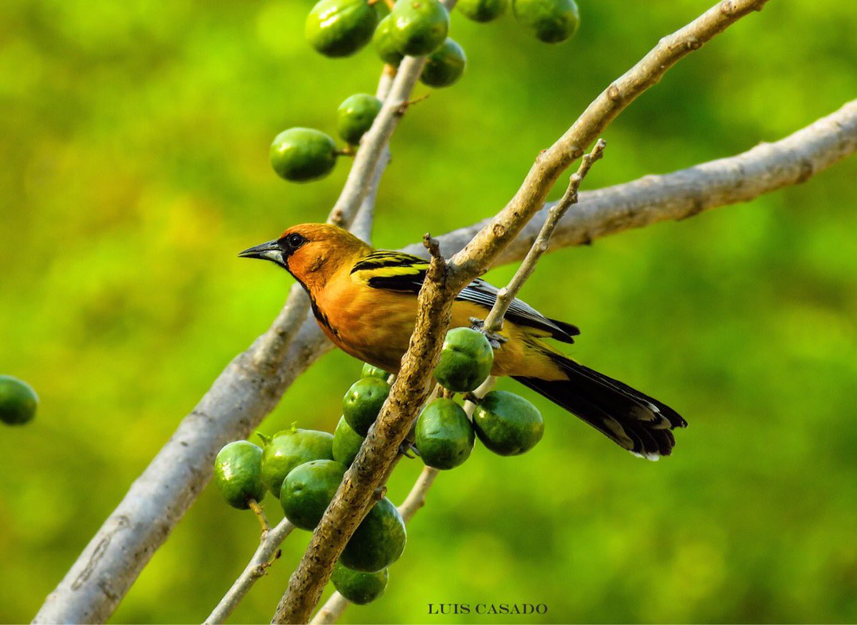 Trae tus binoculares, cámara fotográfica y descarga tu guía de aves de Colima. 

¡Descubre más de 470 especies que podrás observar desde el mar hasta la montaña y captura algunos “lifers” para tu lista!

Más información en 👉🏼 shorturl.at/ejzJZ