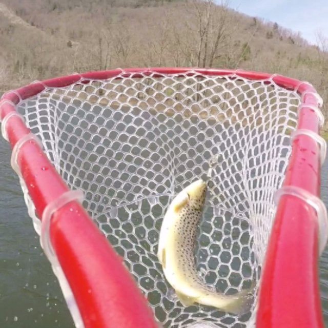 FifieldOutfitrs's tweet photo. Our @catchcamnets captured another brown netted on the East Branch!
#FlyFishing #FlyFishingJunkie #FlyFishingNation #FlyFishingGuide #Fishing #FishingGuide #CatchCamNets #FlyTying #FlyTyingJunkie #BrownTrout #RainbowTrout #Trout #TroutFishing #SpinCasti… https://t.co/9sFdat78m0 https://t.co/3OIiyaDbcn