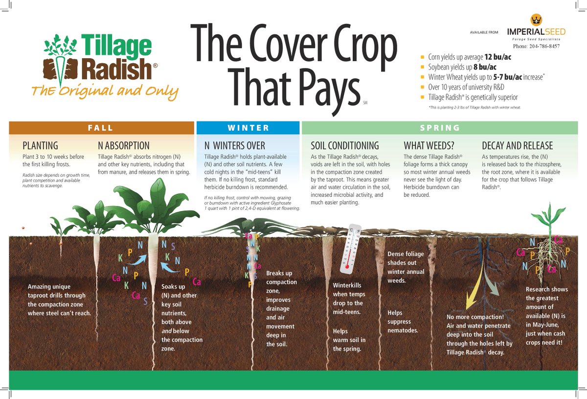 ImperialSeed's tweet photo. Some facts as to why Tillage Radish is one of our top products! #agriculture #plant18 #WestCdnAg https://t.co/Ai8mun2PUI