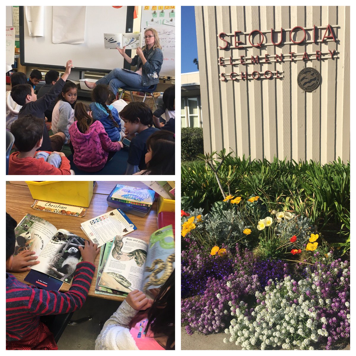 rtarshes's tweet photo. 1s at Sequoia using text foundation to support their science and engineer work around animals’ structures and functions #cangss #SDUSDEII @EarlyImplement @sdschools #ElementaryScienceIsKey https://t.co/zX5Pdd2LpR