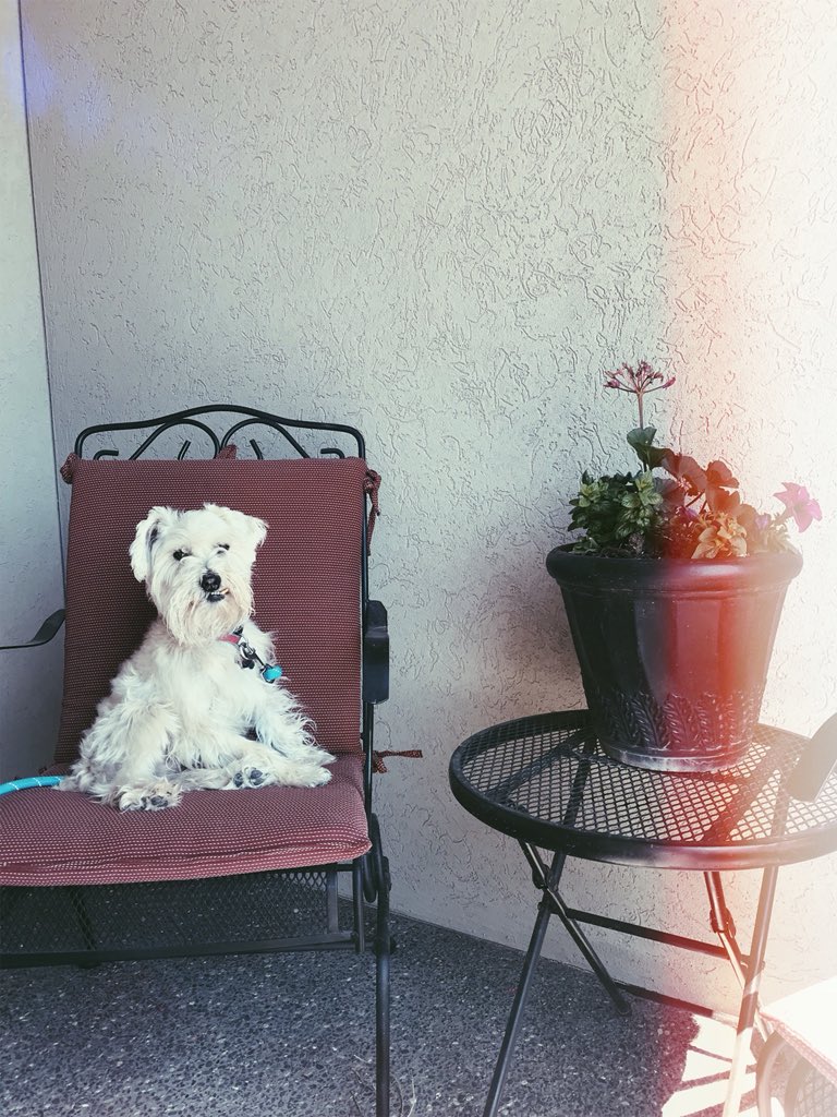TropicalSami's tweet photo. My bubbas just livin da lifeπΈ #pupmodel https://t.co/0cEKezFuAv