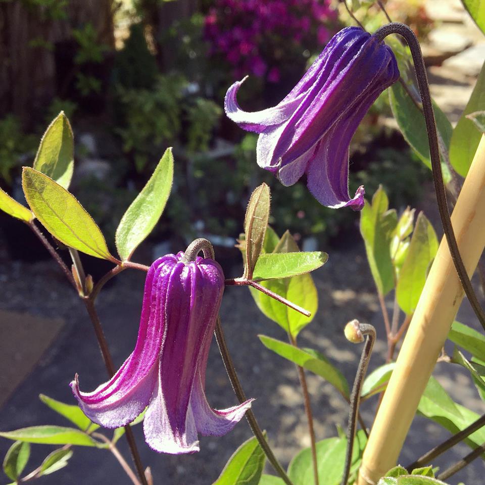 SonoraNursery's tweet photo. “A flower does not think of competing with the flower next to it. It just blooms.” —Zen Shin 🌷 #clematis #roguchi #uniqueflowers #nature #quotes #spring #coolflowers #garden https://t.co/a4Ag6DLNbD