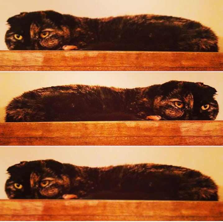 Java_Jessika's tweet image. She long, she flat, she brown, she cat 🐱 #catsoftwitter #cats #Photooftheday #PhotoOfTheWeek #ScottishFold