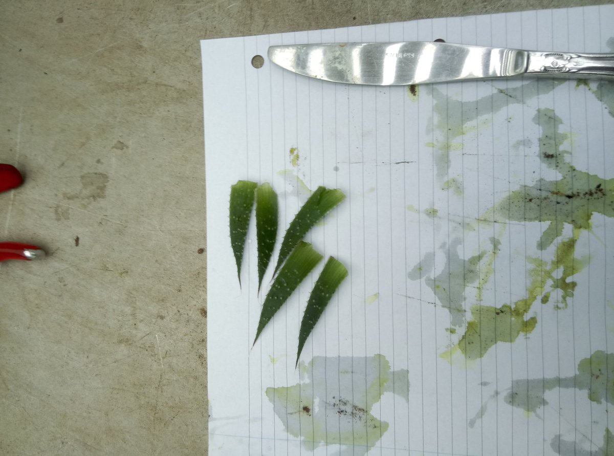 ywoudstra's tweet photo. Started with #DNA extractions from #aloe Quite a process even collecting the plant material. The 'gel' is mostly water and low on DNA so needs to be removed. Sticky business! Green bits are dried in silica to minimise DNA degradation. #succulents #science #botanyiscool https://t.co/9TovxvFjOW