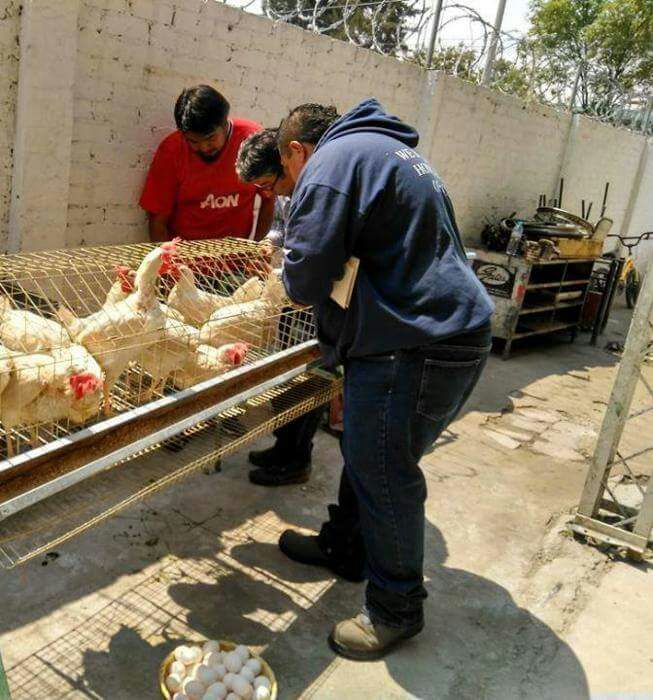 YeseniaMtzPlata's tweet photo. Con las visitas de seguimiento que realiza nuestro equipo de técnicos especializados de #ECENM aseguramos un campo más productivo y productor@s más capacitad@s
#MéxicoSiembraÉxito 
@SAGARPA_mx 
@BaltazarxTam 
@sm_chavarria
@MujeresCampo https://t.co/7Wl4XDduGh