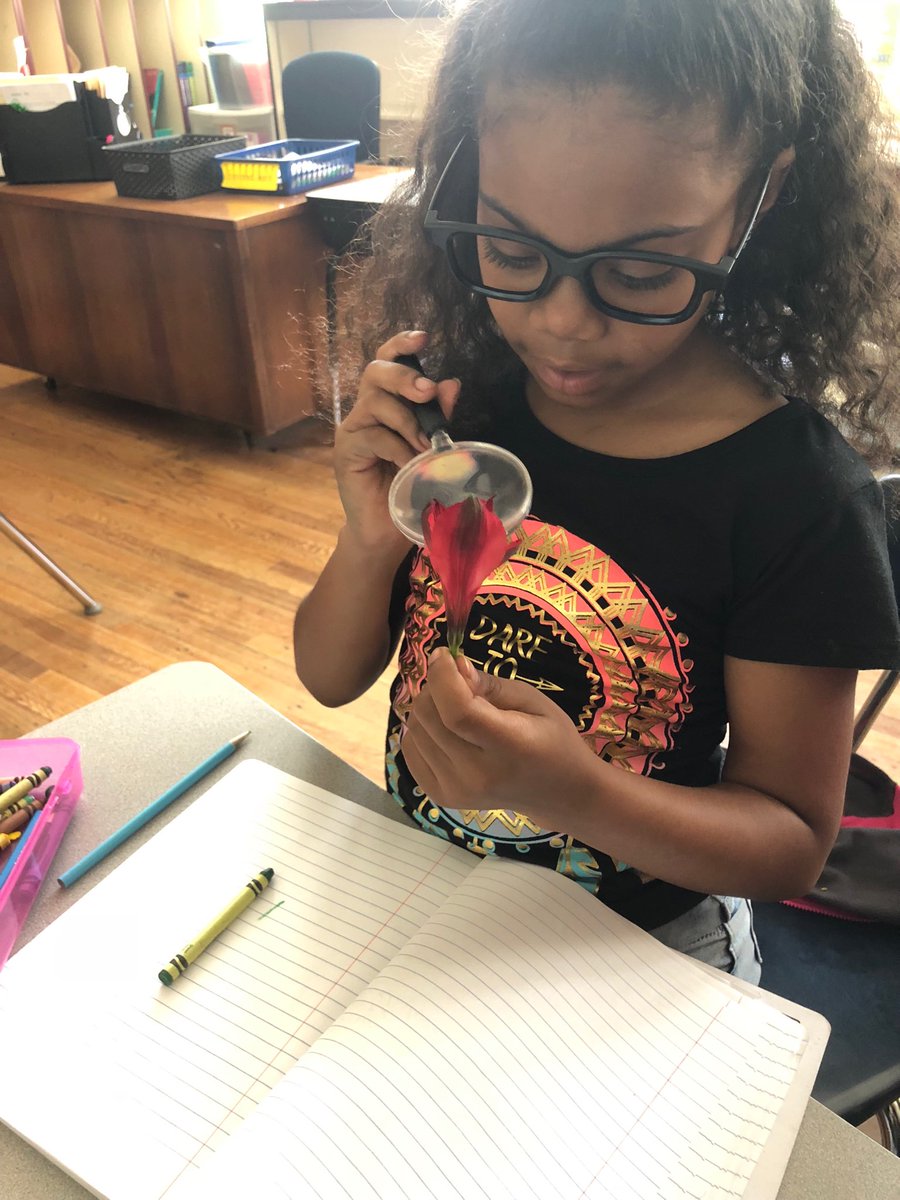 hfgregg_gregg's tweet photo. Exploring flowers to discover the #pollendusters and sticky stigma of a flower. On our life cycle of a plant journey, learning about how seeds develop #clxleaders #TheACSWay https://t.co/fxQepUPhmU