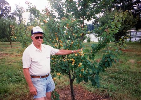 It's #ThrowbackThursday! Check out our founder, Whitie, checking out some persimmons in the orchard!