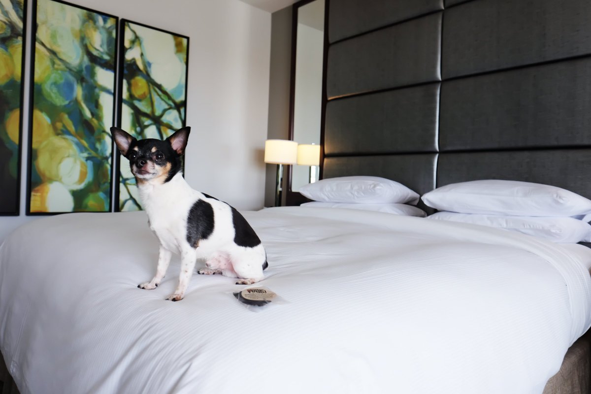 DoubleTreeVic's tweet photo. Give us a "like" if your puppy loves traveling with you! #doubletreevic #hilton #petfriendly https://t.co/cwBNltyM7p