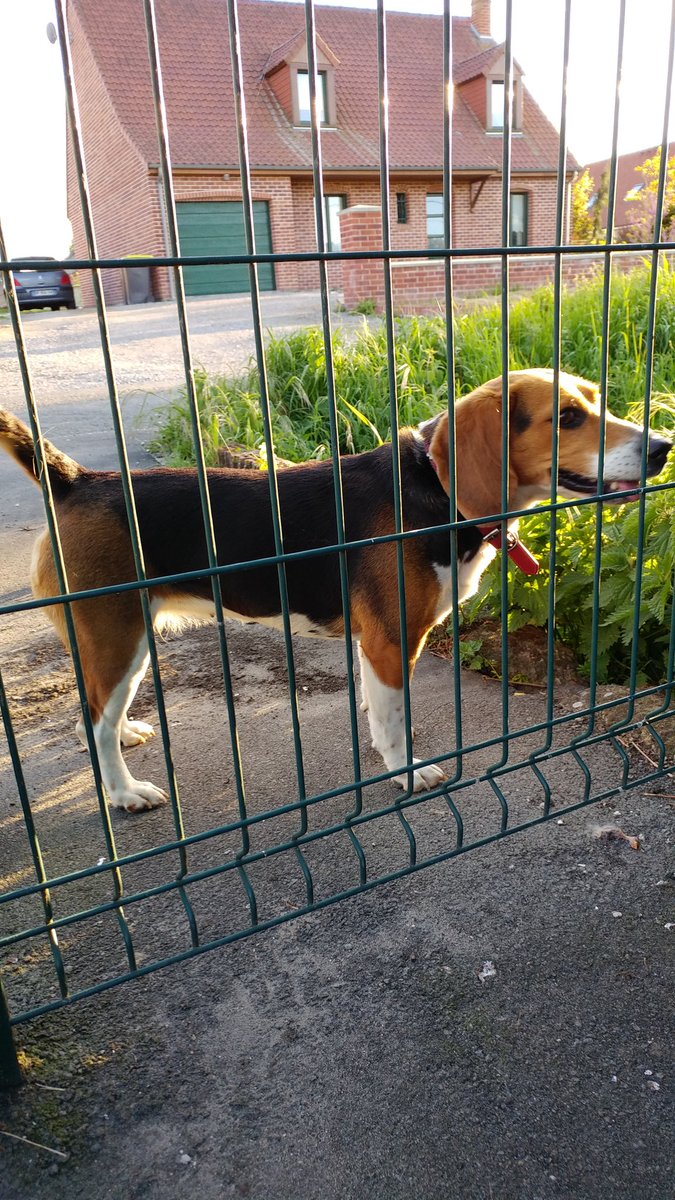 laurine_lermusi's tweet photo. ce chien est perdu dans guarbecque rue saint milfort, partagez svp https://t.co/sWMTMw2t7E