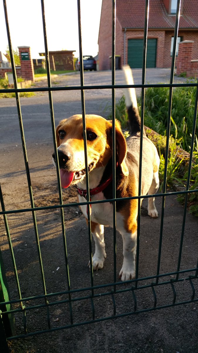 laurine_lermusi's tweet photo. ce chien est perdu dans guarbecque rue saint milfort, partagez svp https://t.co/sWMTMw2t7E