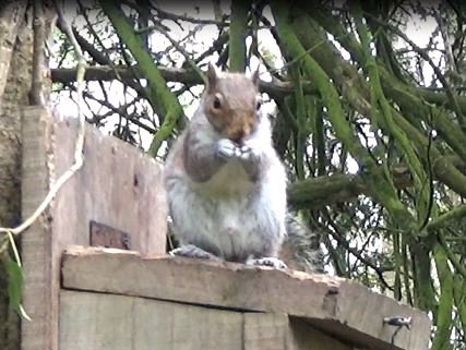 We make a big bag of squirrels with the Daystate Wolverine R in this week's show at youtube.com/watch?v=SE8K5K…
<a href="/daystateltd/">Daystate LTD</a> #airgun #shooting #hunting