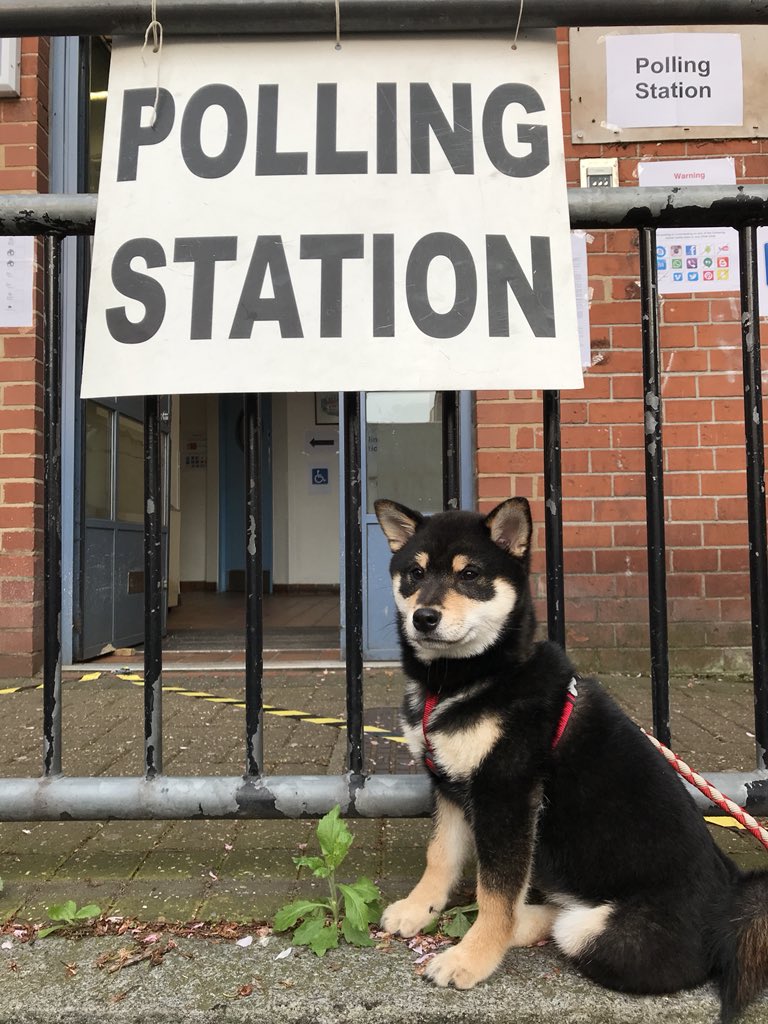 #dogsatpollingstations