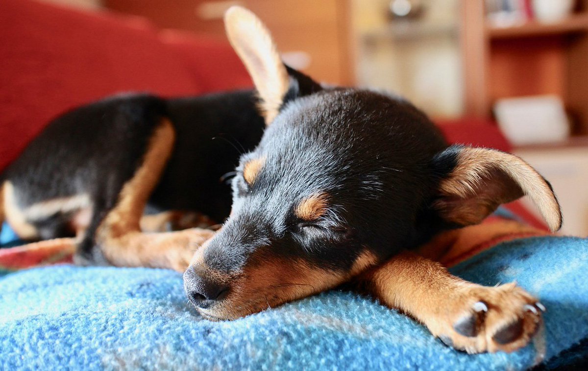 Time to get some sleep😴 doggiepet.com
