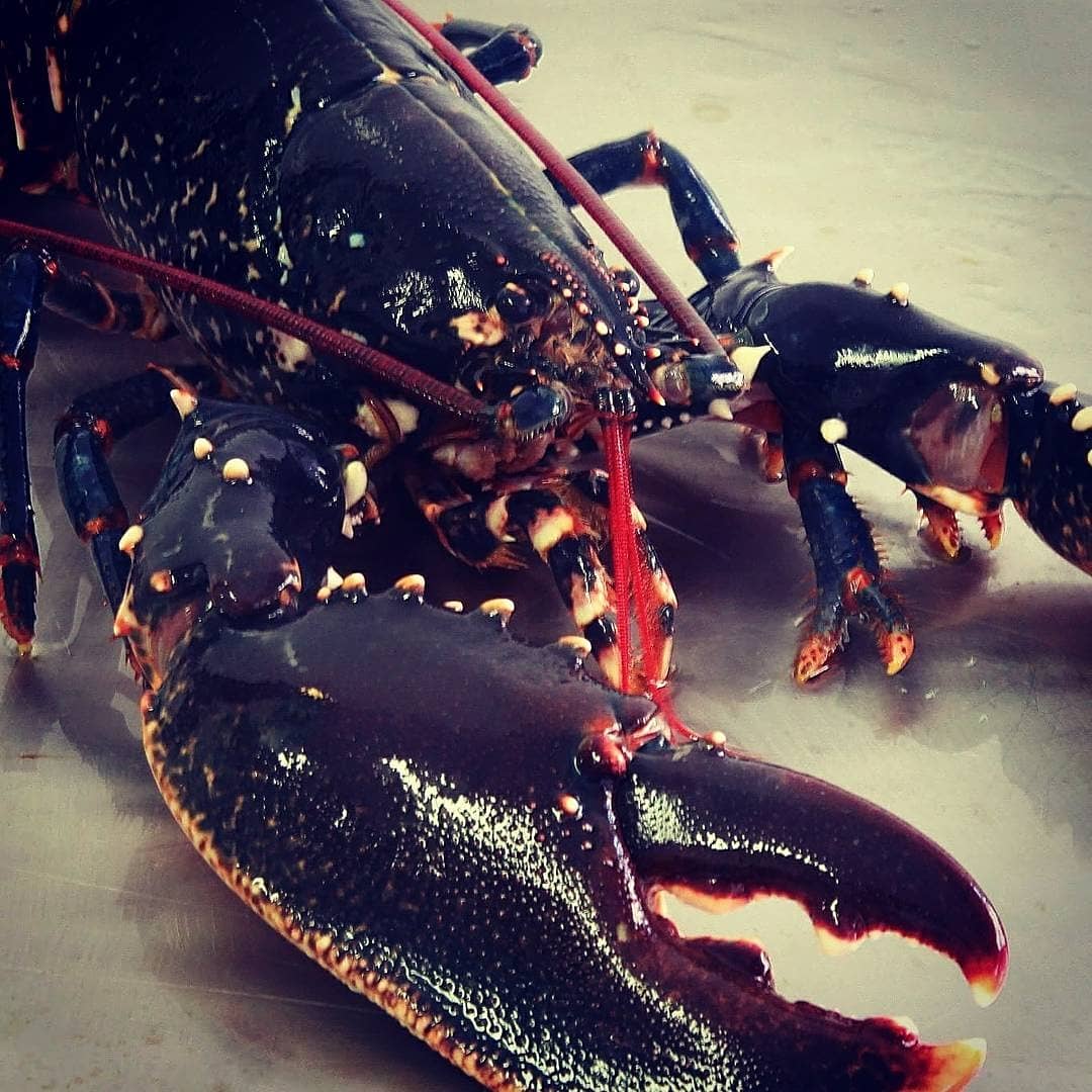 Crabstockfest's tweet photo. We will be lying if @CrabstockBoys aka @andys_kitchen @AdrianBartlettC wasn't really really excited about demoing the very best @ukshellfish @AlthorpFoodFest 13 May will be a massive understatement looking forward for our 1st time @RTShellfish pop in and see us #massivefun https://t.co/7susJe6ZDu