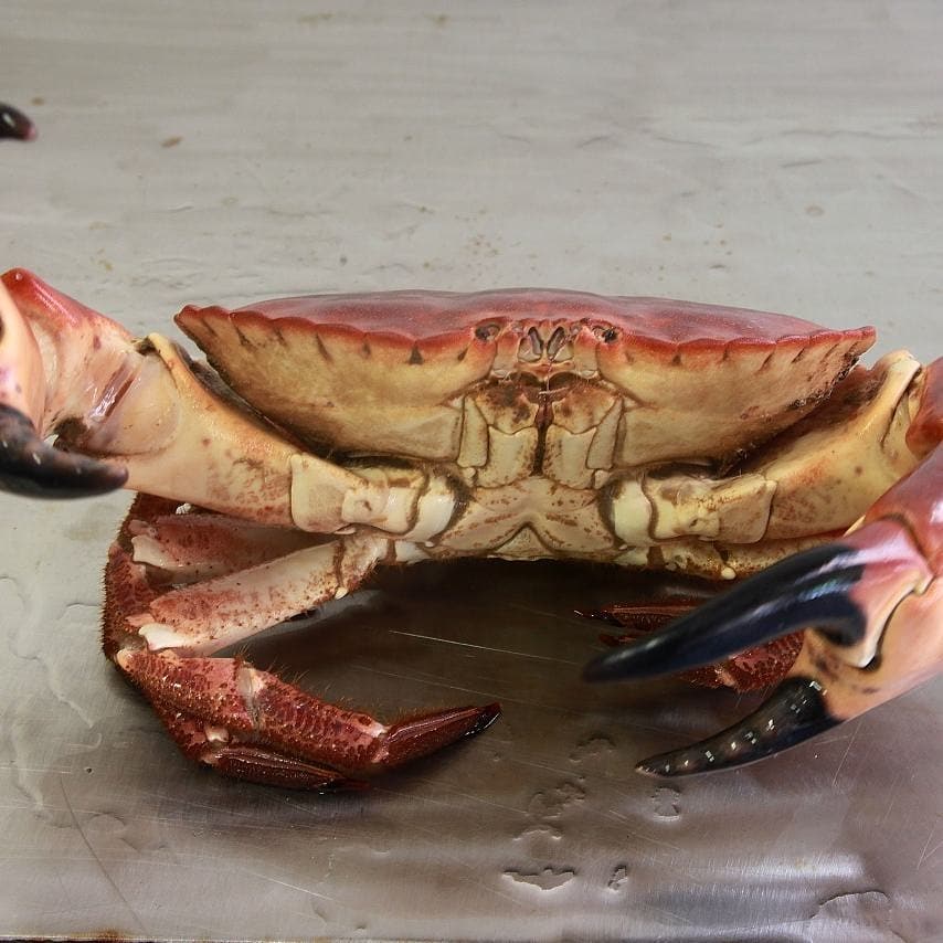 Crabstockfest's tweet photo. We will be lying if @CrabstockBoys aka @andys_kitchen @AdrianBartlettC wasn't really really excited about demoing the very best @ukshellfish @AlthorpFoodFest 13 May will be a massive understatement looking forward for our 1st time @RTShellfish pop in and see us #massivefun https://t.co/7susJe6ZDu