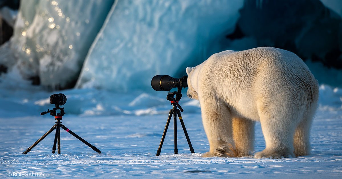 petapixel's tweet photo. This polar bear wants to be a wildlife photographer: https://t.co/5H1dnEirx5 https://t.co/rchGMfuhUL
