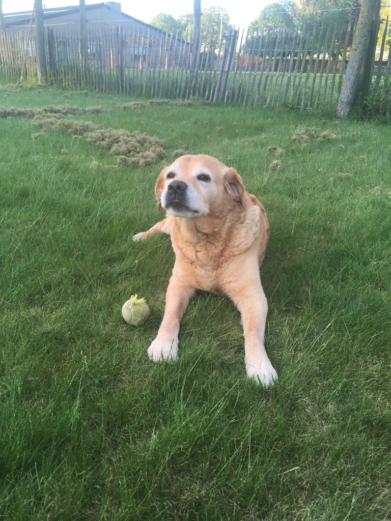 StijnDeZaeytijd's tweet photo. Ooit geleerd in de les filosofie: “il faut cultiver le jardin” Bourdieu). Wat er niet bijstond: “mais le chien veut jouer” #Ipsoc #helpdesk https://t.co/KNPh3rcj5m