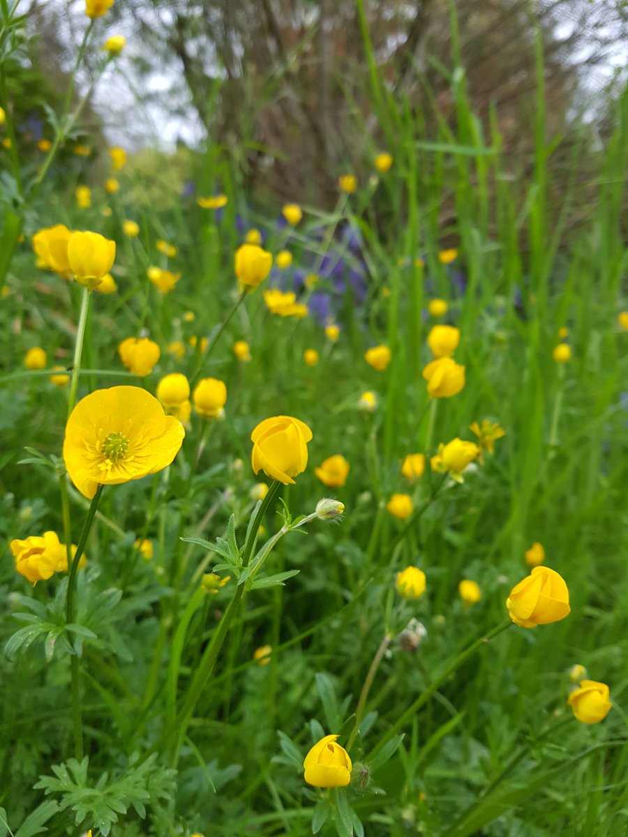 ChakraFlowDance's tweet image. Such beautiful flowers on this evening's walk @bathbotanic 💖