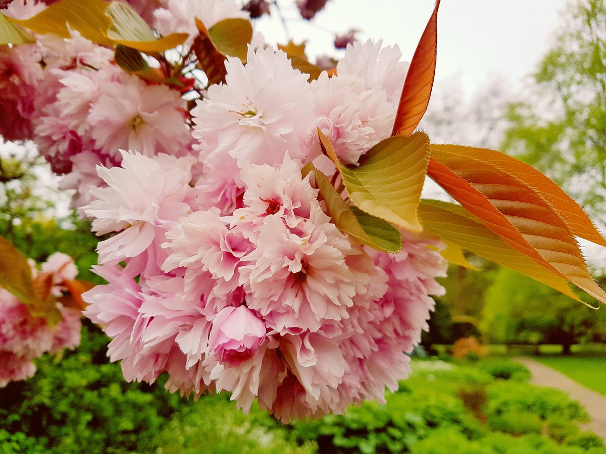 ChakraFlowDance's tweet image. Such beautiful flowers on this evening's walk @bathbotanic 💖