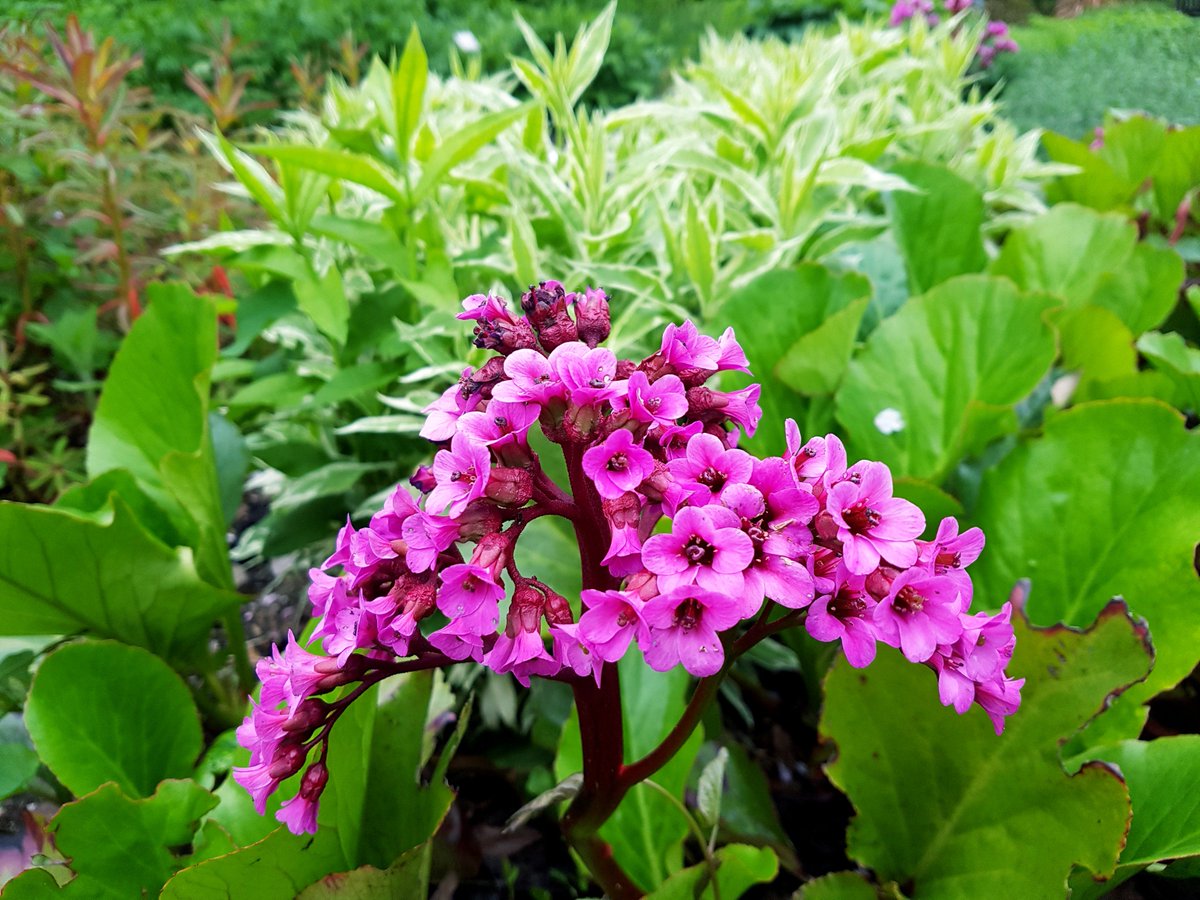 ChakraFlowDance's tweet image. Such beautiful flowers on this evening's walk @bathbotanic 💖