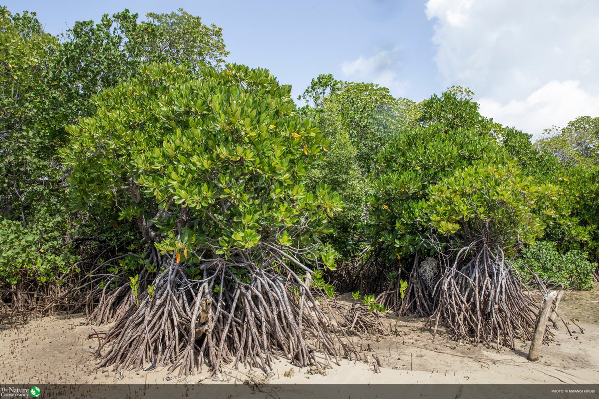 New study from @WoodsHoleResCtr reveals that mangrove soils store a whopping 6.4 billion tons of carbon globally! Read more here: oceanwealth.org/mangrove_carbo…