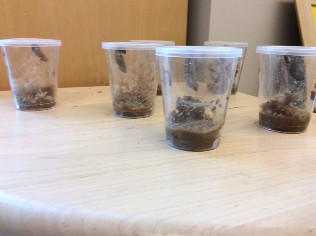 BISCLPReception's tweet photo. The #BrilliantBadgers have been observing our caterpillars 🐛carefully and applying their new understanding of the life cycle of a butterfly. Can you spot the four main stages in these wonderful creations? @The_IEYC #BISCLPReception #thebrilliantbugball 🦋 https://t.co/bkmQTiZzQG