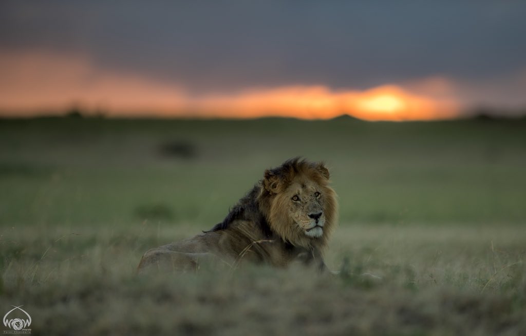 ParasChandaria's tweet photo. Blackie
April 2017, Masai Mara National Reserve, Kenya. 
#worldofthewild #wow #kenya #magicalkenya #whyilovekenya #lion #golden #magic #love #wild #canon #africageo #wild #wildlife #Simba #blackie #king #sunset #dusk #gold #mara #masai #big #lionking https://t.co/hmJWQGkbho