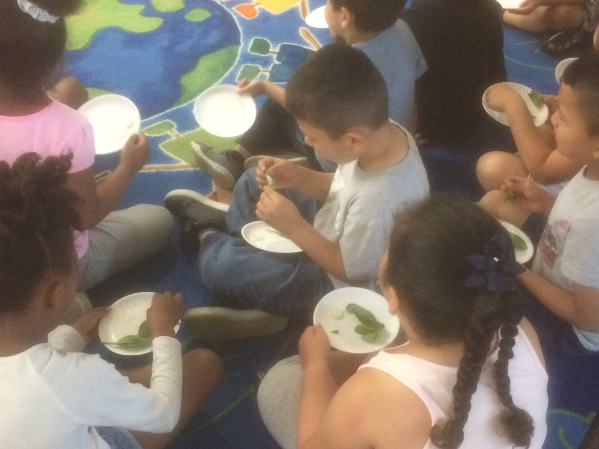 Iteachprek's tweet photo. Thank you to the Poe Center for today’s mystery food.  It was spinach.  We loved it! #2biteclub @WakeSmartStart @PoeCenter @EastGarnerES https://t.co/vl67plRkb9