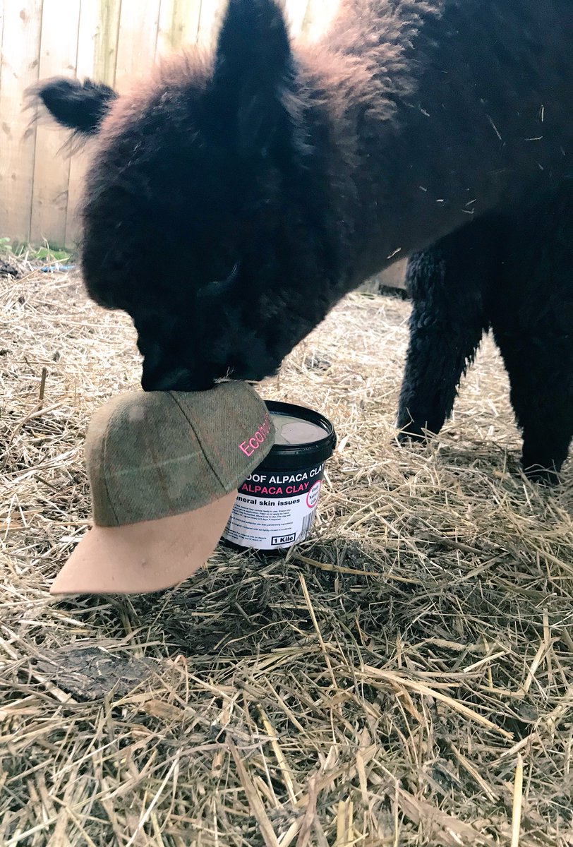 JulieCovell's tweet photo. @Ecohoof thank you my delivery and the hat which was of great interest at teatime #alpaca #potofmagic #EcohoofCap #littlealpacacompany #northyorkshire https://t.co/RglIK4jtzy