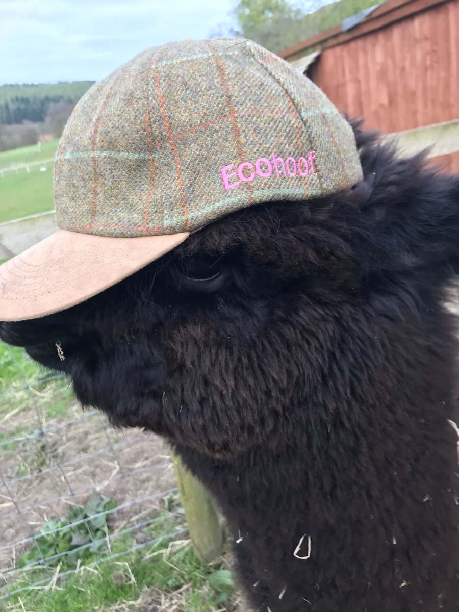 JulieCovell's tweet photo. @Ecohoof thank you my delivery and the hat which was of great interest at teatime #alpaca #potofmagic #EcohoofCap #littlealpacacompany #northyorkshire https://t.co/RglIK4jtzy