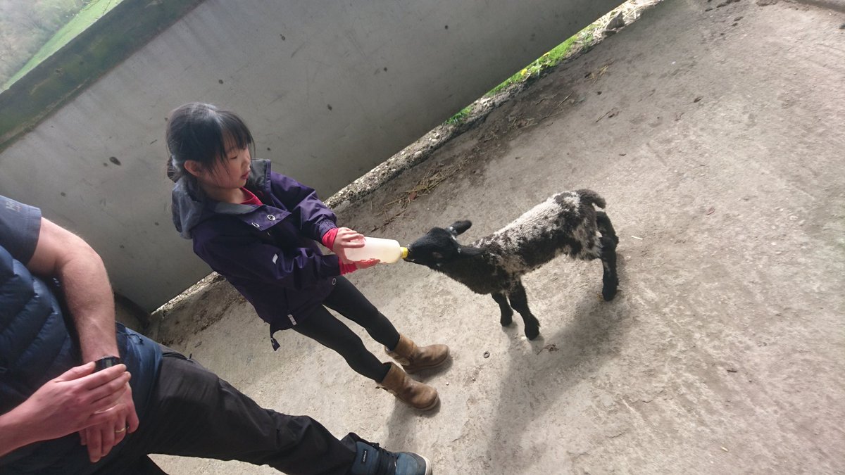 Feeding the lambs! <a href="/gwaysvisit/">gwaysvisit</a> <a href="/PeatRigg/">Peat Rigg</a>