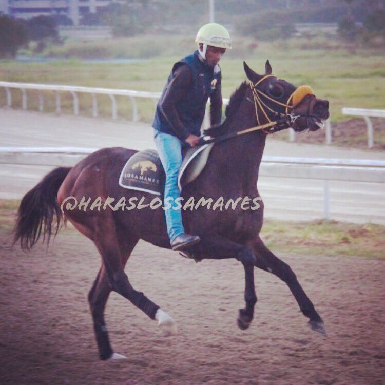 Haraslossamanes's tweet photo. #Hipismo GRAN MOTHER!!! De turno en el lote, se mantiene excelente en cancha. Luce con gran opción en la novena sabatina. @Haraslossamanes https://t.co/ixALJwgj7I