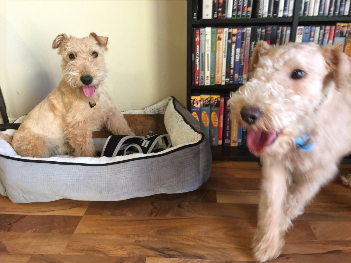TheAndrewOrmsby's tweet photo. Dear @cesarmillan. I have had my Lakeland Terrier, Roland, for about a year now. Recently I was able to adopt his younger brother, Fenrir. For the first week, everything was good. Now they fight viscously. Any help would be appreciated. https://t.co/bMg5FvisD8