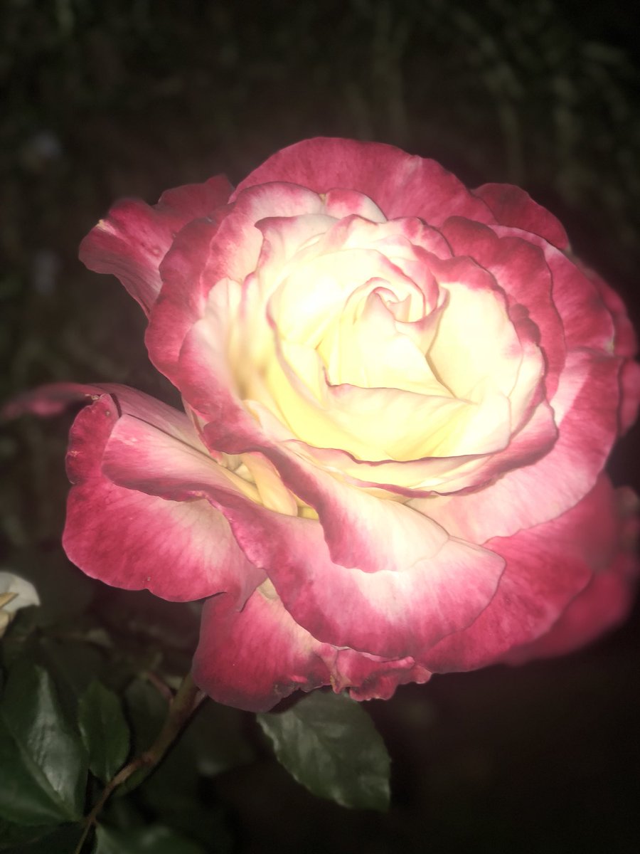 TlrWorldWidellc's tweet photo. @mdaburaihangazi @SimplesmenteSyl @CristinPereyra @WalterHomeroPe4 @11Esperena @mainzina @PolakPotrafi333 @purpurasoloamor @CuadradoJavier @NinePetanque @purpuracocaes @JuanServian1 @avlis46 @eoff_sylvia @zerok_z @elbiba_5 @MARIALUISAMAR5 @adjack3467 @Jmadden98John @Washhanger @atatenea @nabilhasan48 @LatofaOb @angelicagallegs @LO2BSH @IsabelPerez1232 @IzabelleCova @LOYALFAN1 @Shaker_God @monicasloves @daytonacharger @Lee888123 @elsufuen @TuTulsa @DebbieZimmer54 @MartaAvendao @LupitaCampos13 @SteliosDnUnder @wjy7k1 @aldry1061 @GreyAki @amro_mohamed197 @VillaCelestine @parytaim @in2hisgrace @runin91 @mmuggiri @maype7 @trcas Here’s a beautiful #CaliforniaRose for all you beautiful peoples out there ☝️ #Malibu ❤️💯😎 #SurfsUp 🌊🏄🏽🤙 https://t.co/i7dovl9jlQ