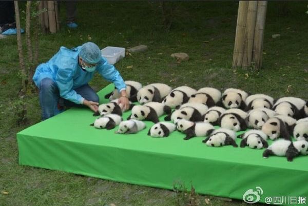 1309cheri's tweet photo. ฮือ น่ารัก เหมือนขายแพนด้าเลหลัง 55555555555555555เรียงตามไซส์เหมือนขายไข่ แพนด้าเบอ 0 เบอ 1 เบอ 2 https://t.co/NIsgrnNsDr