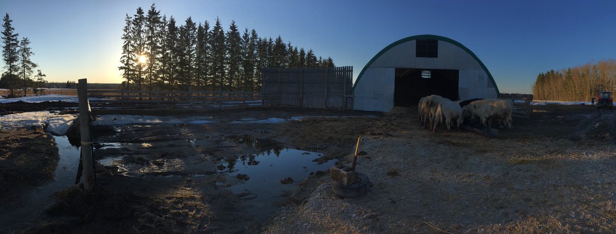 Beauty night feeding the bulls their supper #charolais #beefnorth <a href="/OnCharolais/">Ontario Charolais</a>