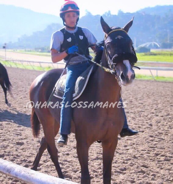 Haraslossamanes's tweet photo. #Hipismo MY SHINNING MATE!!! La hija de Great Hunter en Loose Star lista para debutar este sábado en La Rinconada. Nacida y criada en @Haraslossamanes @myrunningmate_ https://t.co/1gsQzxBlpA