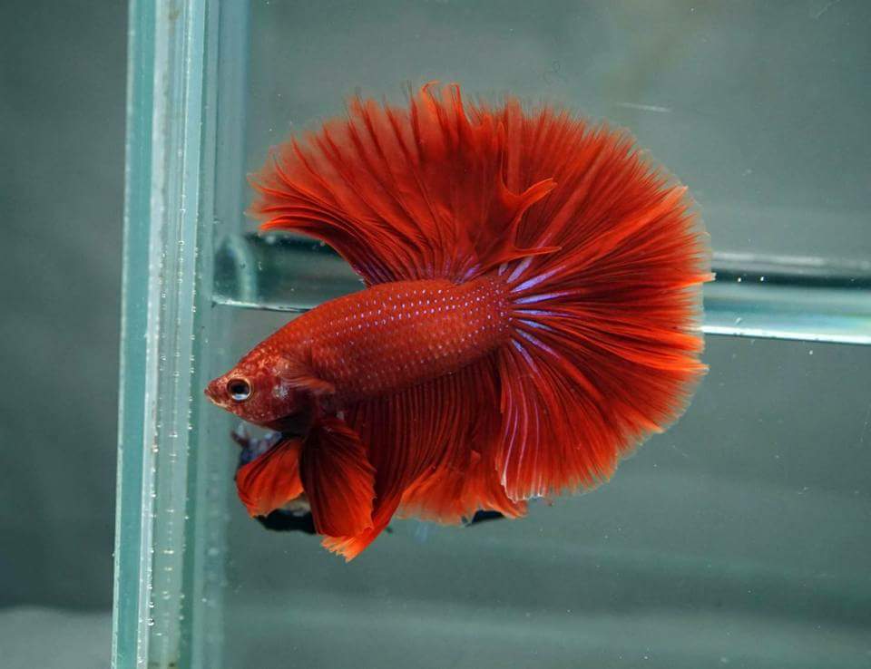 female rosetail betta