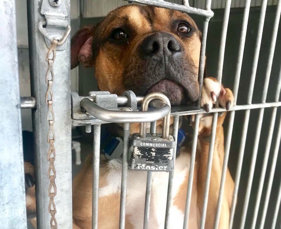 pupaid's tweet photo. Family member one minute - alone, confused &amp; behind bars the next. Pls plan a visit to your local shelter this weekend &amp; help save a life :) #adopt #rescue #LucysLaw https://t.co/cMRxegJtyb