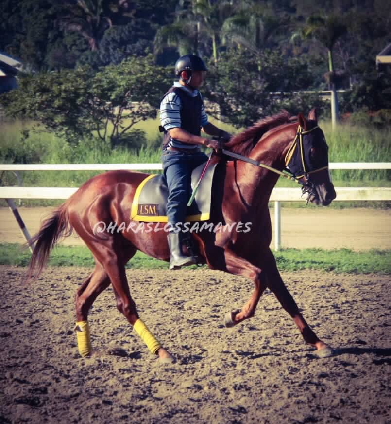 Haraslossamanes's tweet photo. #Hipismo BAGATELLE!!!! El hijo de Águila Negra en SilverCelebrity Buscará su tercera victoria este sábado en La Rinconada. Nacido y criado en @Haraslossamanes https://t.co/RVDHFp8CXu