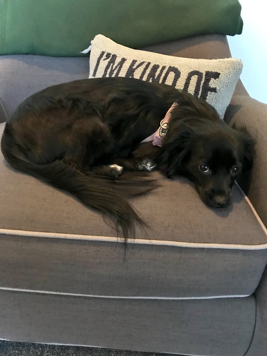 ARROWwriters's tweet photo. While Mama @SchwartzApprovd is away plotting season 7, Bean waits... Rather impatiently. #BossBean https://t.co/GVo1dFKzk1