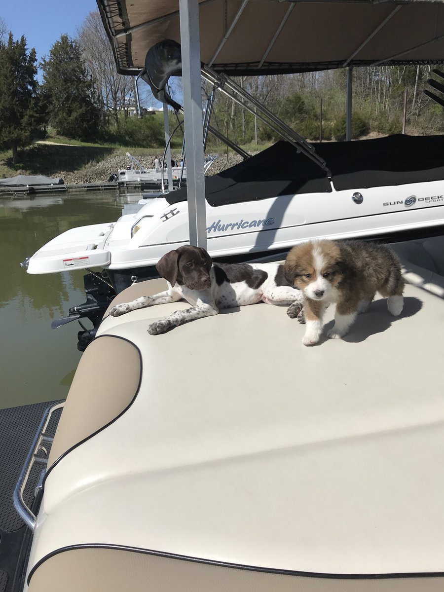 AlexisBardonner's tweet photo. Malibu puppies 👏🏻👏🏻 #SummerofLove https://t.co/FsST62adFZ