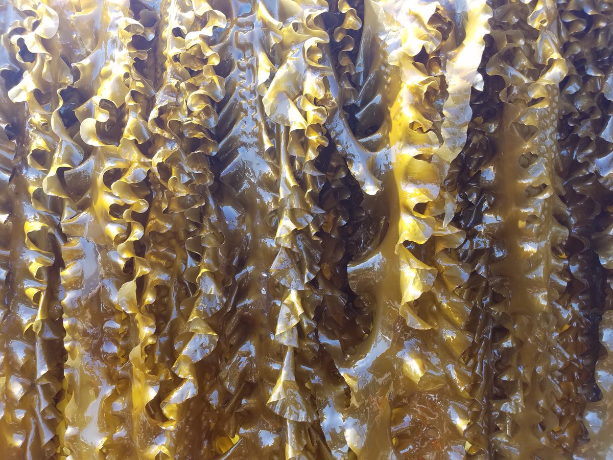 Our farmers are working hard. Check out this beautiful kelp from today's harvest! #farmer #appreciation #kelp #seagreensfarms