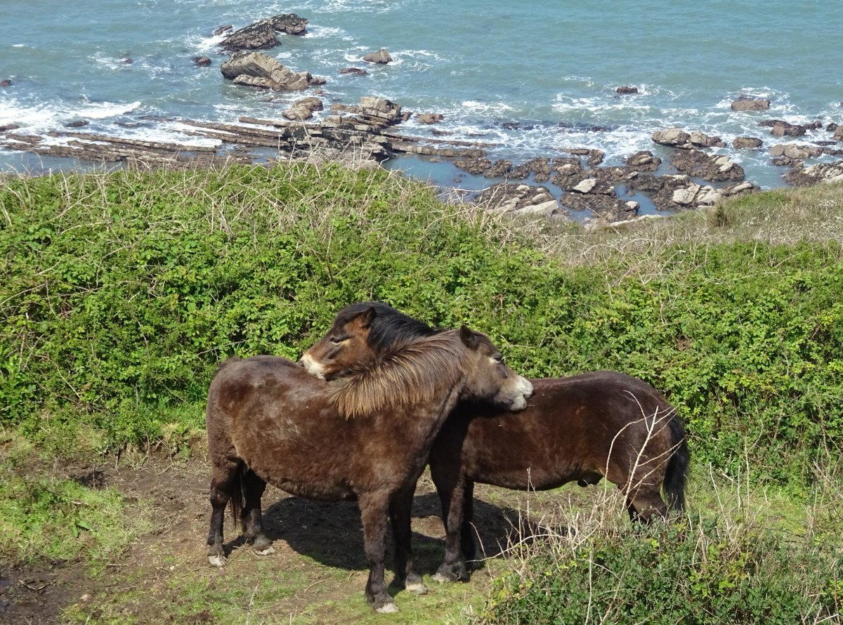 BevHunt72's tweet photo. Even the ponies on my #Walk1 of 50 along the #SWCoastPath #Cornwall in aid of @HumanimalTrust seemed to recognise the importance of #Reciprocity... @beauty_cornwall @EvocativeCorn @swcoastpath #ThePhotoHour https://t.co/OFRkrAV4jO