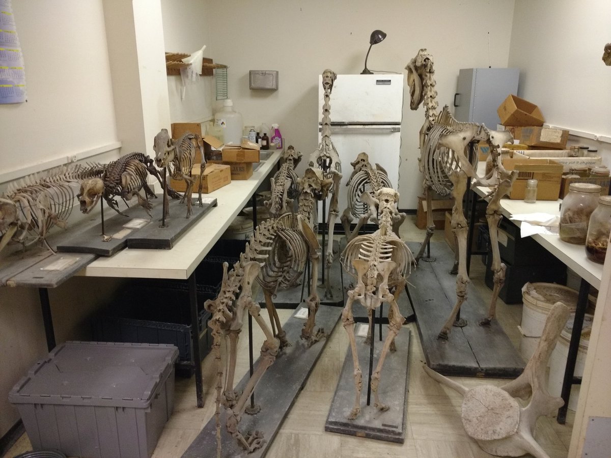 Literally millions of fish, and a few mammals to boot, at Tulane's Biodiversity Research Institute in Belle Chasse.