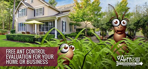 BAExterminators's tweet photo. No matter where you live or what you do, it seems like it's impossible to keep ants at bay. It is estimated that there are more than 15,000 species of ants in the US alone, so it's really no surprise they are everywhere we go. We can help get rid of them! https://t.co/vSKHvVI5aC https://t.co/IWAn8U1fIi