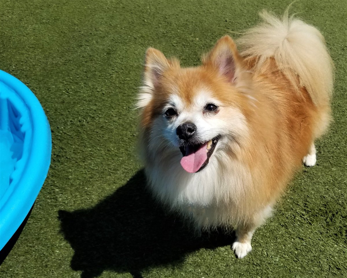 PPRNewOrleans's tweet photo. Today is #NationalSpeciallyabledPetsDay! #PetParadiseNewOrleans is celebrating and spotlighting a very special pup today. This is Charlie, he is hearing impaired, but that wont stop him from having a blast during #playtimes at Pet Paradise New Orleans! #noladogs #dogslife #woof https://t.co/wBEqlO6RUh
