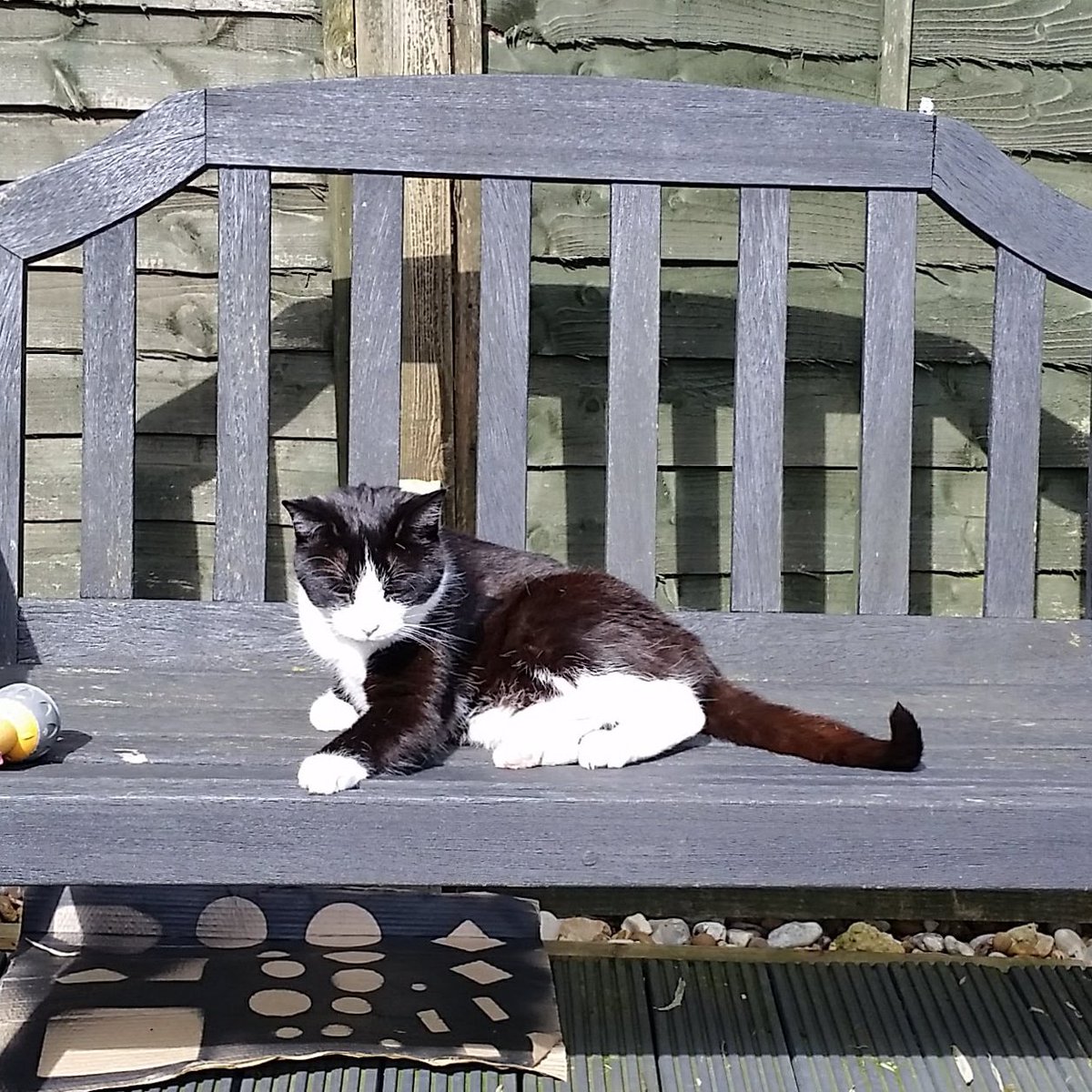 arianawimsett's tweet photo. Laziness afternoon on the garden bench
.
.
#cat #cats #catlover #catowner #petlover #pets #petowner #sleepingcat #blackandwhitecat #sunnyday #catingarden #cutecat #cuddlycat #lovecats #craftinghappiness #Twinkle #sunnyafternoon #sunnythursday #sunbathıng #sunbath https://t.co/ttTs8wiHf2