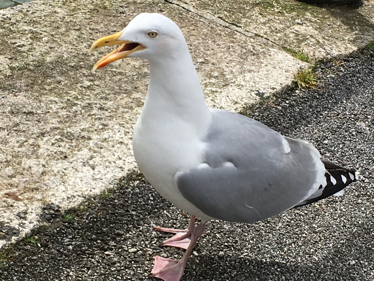 carolmmartin10's tweet photo. Saddened by the fact that an apartment owner in #DevingtonCourt #Falmouth has removed the nest of a pregnant #seagull and placed an obstacle there to prevent a further nest being built.
*Please retweet* https://t.co/UnbJk1pIcT