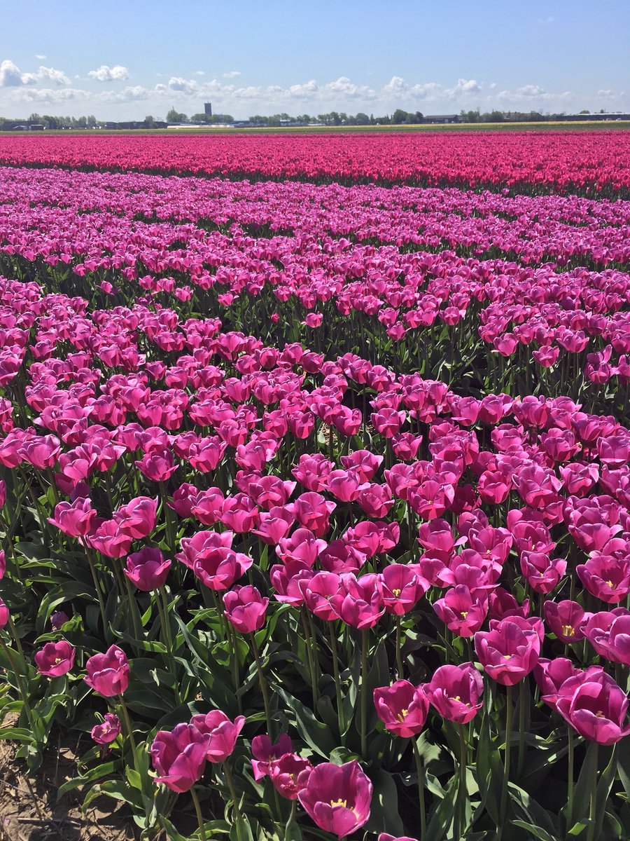 Aaah the Dutch tulips are still in bloom 🌷 (at least a few fields!) <a href="/visitholland/">Visit Holland</a> #Tulips #tulipsinholland #holland #Netherlands